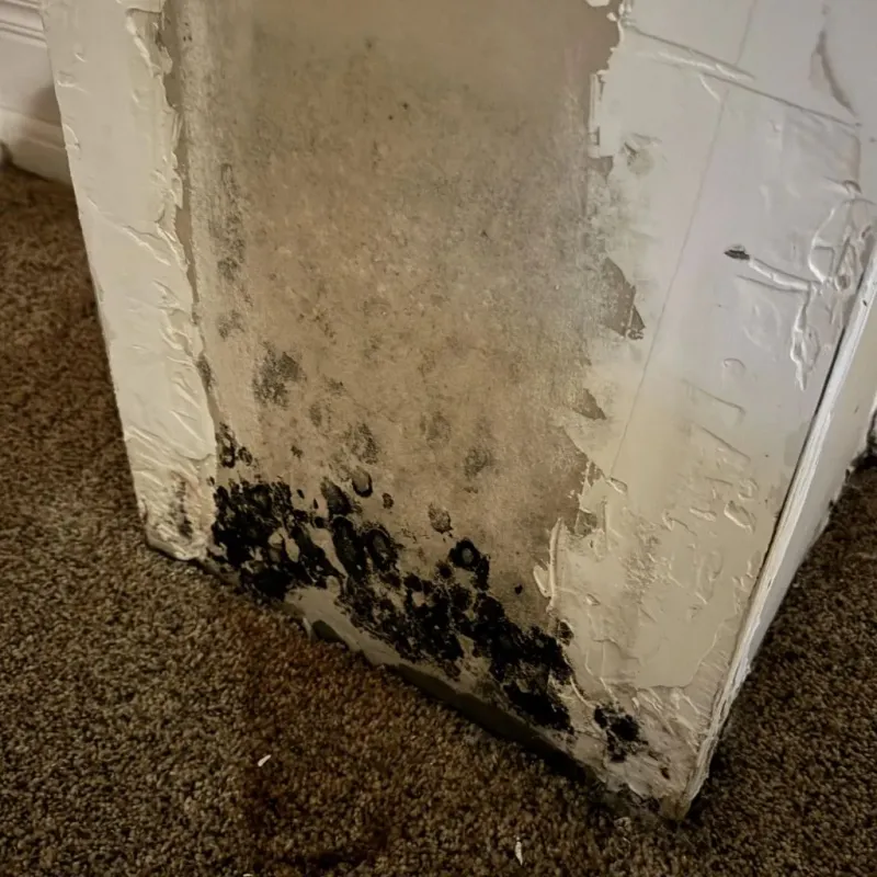 Professional Mold Removal in Yorba Linda, CA